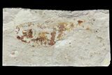 Cretaceous Fossil Fish (Armigatus) - Lebanon #77117-1